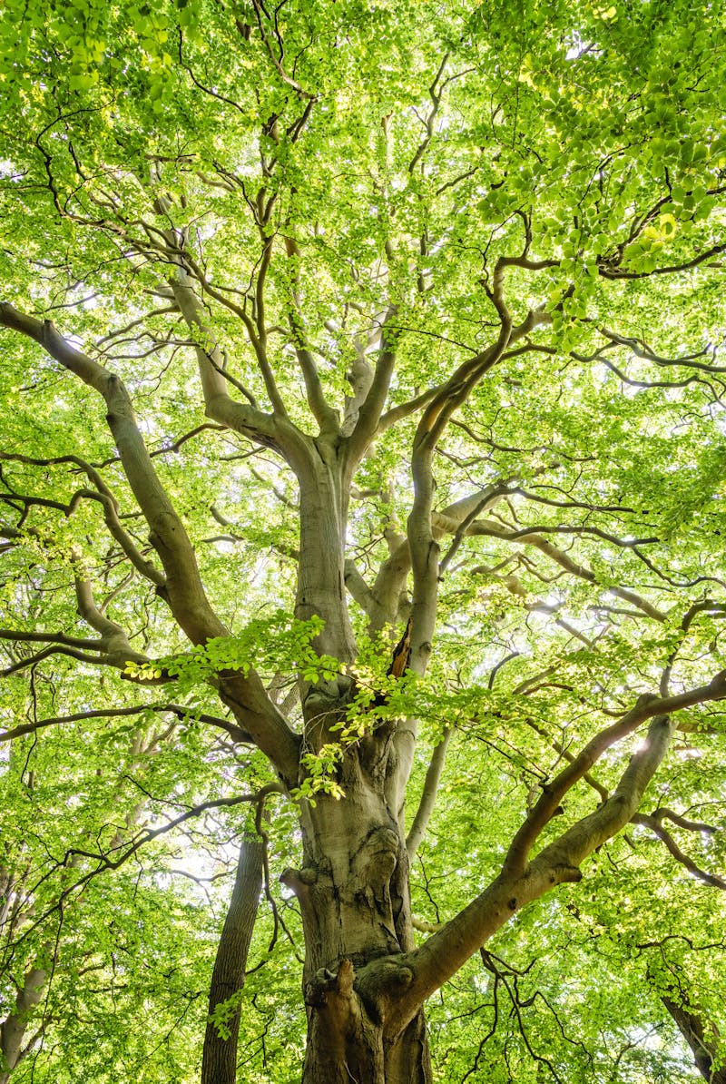 What Is the Soil Food Web (and Why It Changes Everything)?