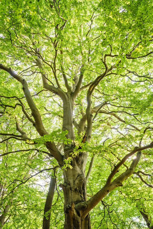 What Is the Soil Food Web (and Why It Changes Everything)?