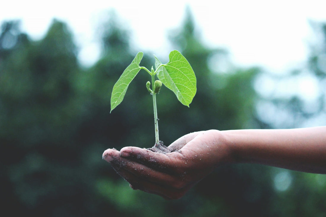 More Than NPK: Why Soil Systems Matter for the Future of Food