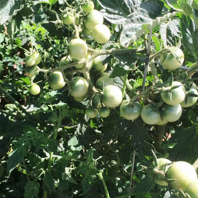 Healthier soil makes healthier plants